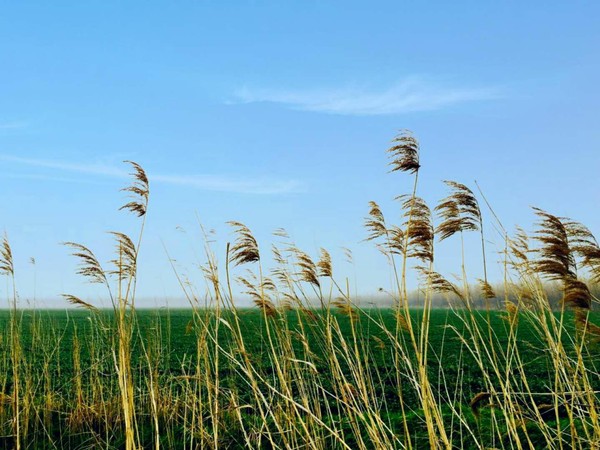 麦田风光   张莉.jpg