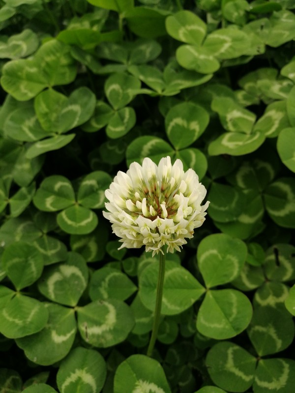 华阳河的幸运草开花了 龙波.jpg