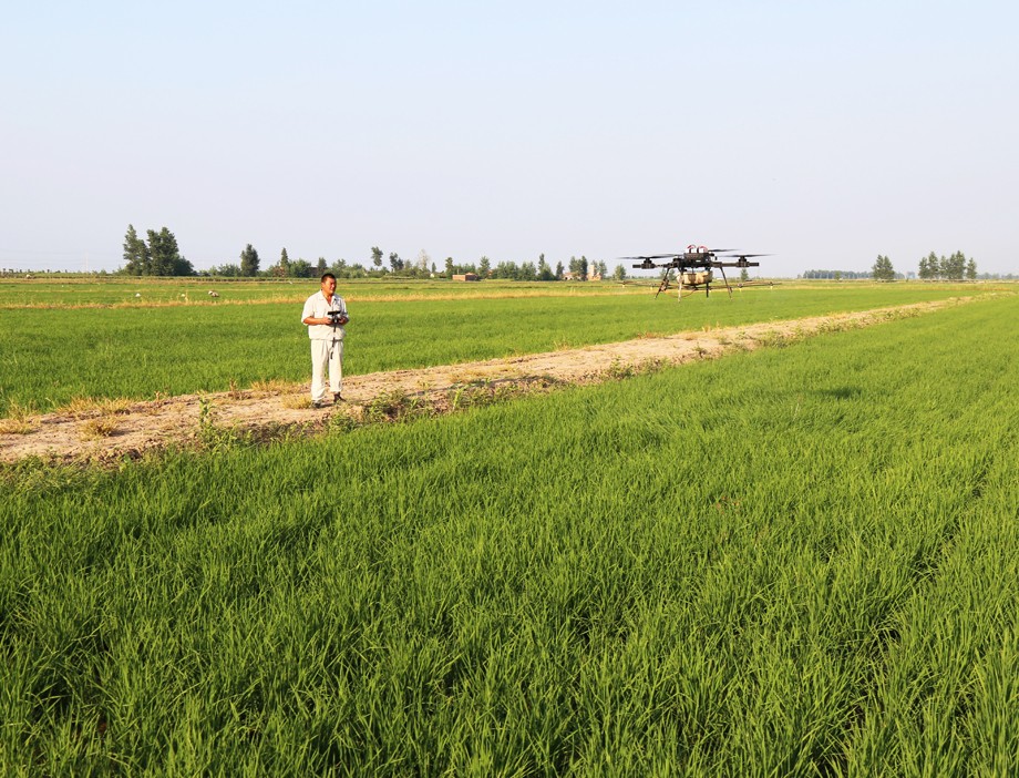 无人机为水稻杀虫.JPG