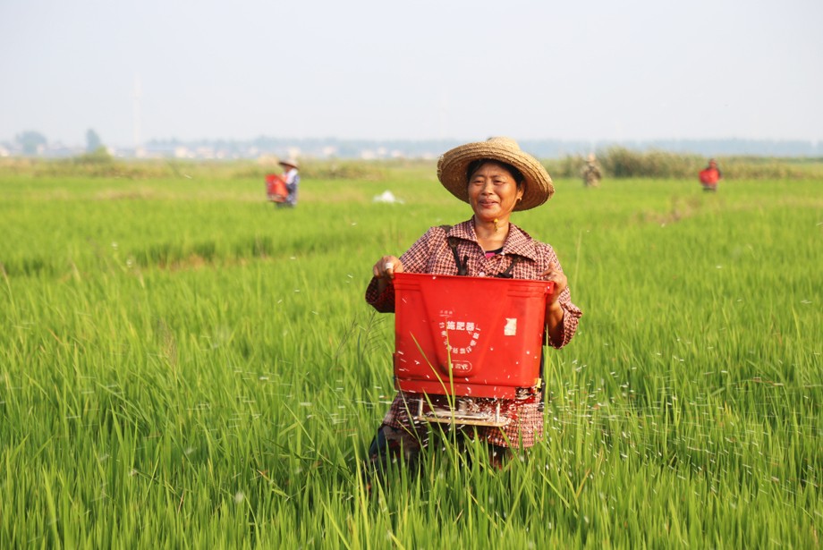 职工用半自动施肥机为拔节抽穗期的水稻施肥3.JPG