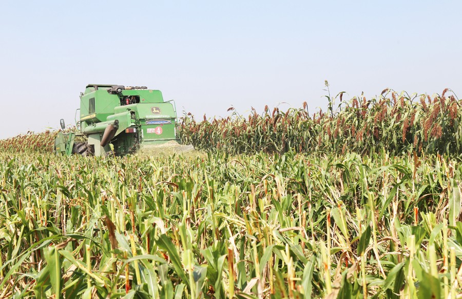 3翰迪尔C230联合收割机采收糯高粱红缨子.JPG