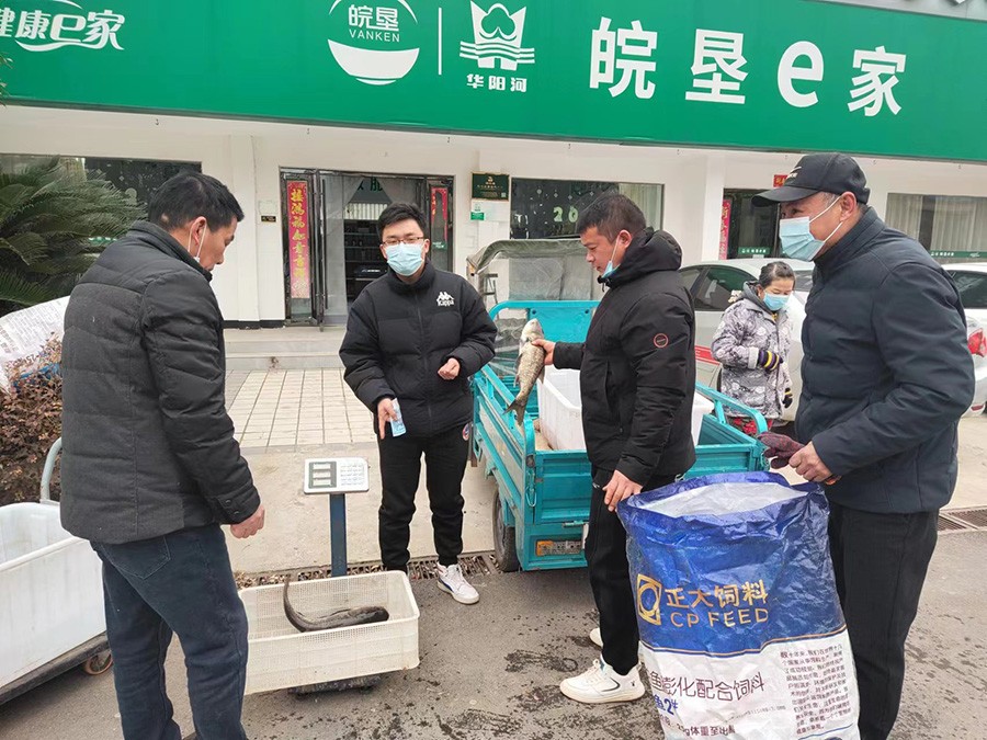 「我为群众办实事」新鲜活鱼上市 营销公司助力拓销路.jpg